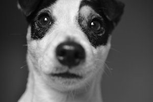 Read more about the article 10 Accurate Jack Russell facts owners know all too well