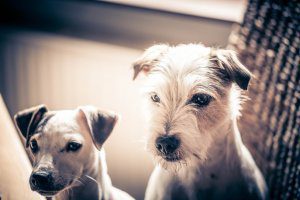 Read more about the article How old is my Jack Russell Terrier? Jack Russell life span & the secret 7 dog year lie