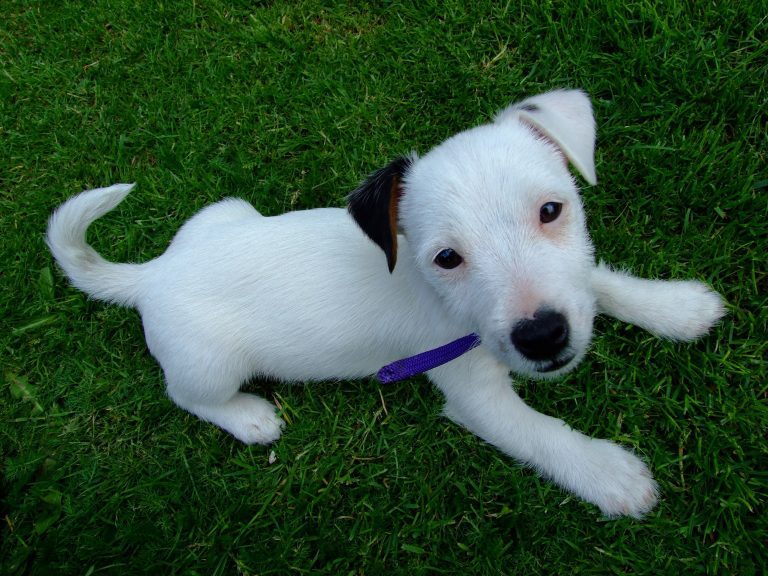 Read more about the article How to train a Jack Russell puppy