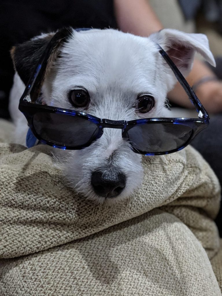Jack Russell in shades
