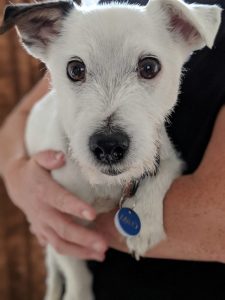 Separation anxiety UK Jack Russell Terrier