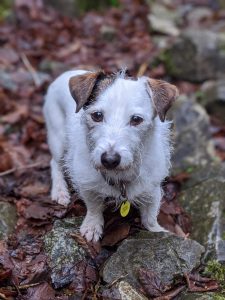 Read more about the article Looking after a Jack Russell – 10 genius things Jack Russell owners can’t live without