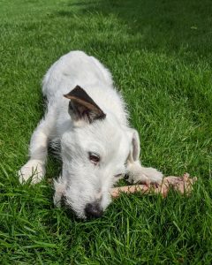 Read more about the article Jack Russell Feeding Guide – What is the best food for Jack Russell Terriers UK