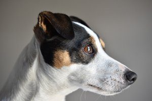 How to stop a Jack Russell barking