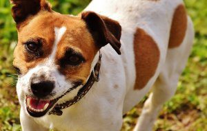 How to train a Jack Russell Terrier