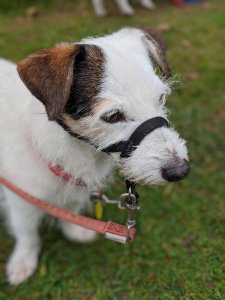Dog Safety While out Walking