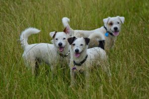 Read more about the article How to stop a Jack Russell barking – What is your dog actually saying?