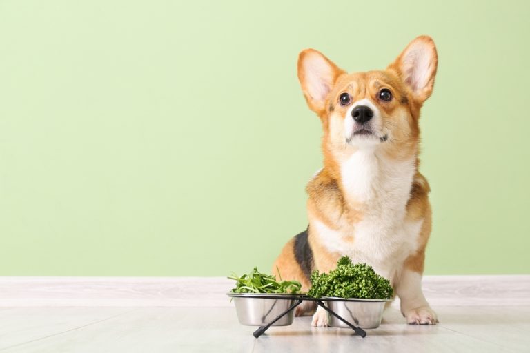 Read more about the article Boost your dog’s diet: 8 Healthy herbs for dogs that you can grow in your garden