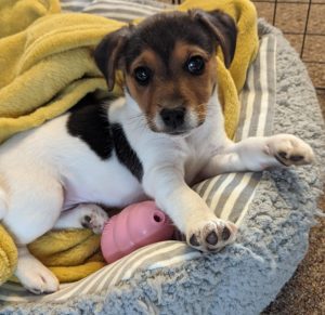 Jack Russell puppy and Kong toy