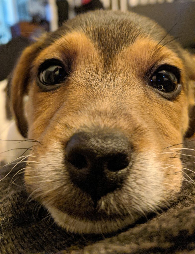 How Long Do Jack Russells Live For? Up To 23 According To Brit Owners 2024