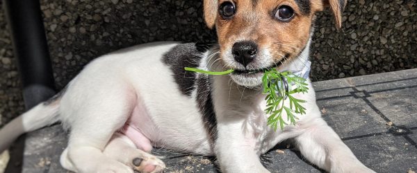 How much should you feed a Jack Russell puppy? And  what food is best?