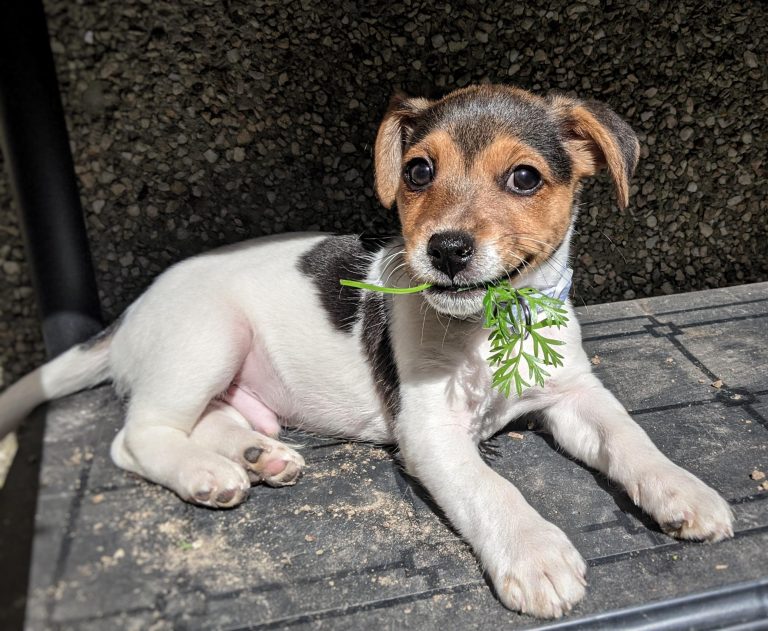 Read more about the article How much should you feed a Jack Russell puppy? And  what food is best?
