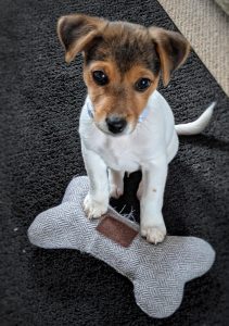 How long do Jack Russells live