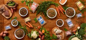 How Often Should I Feed Adult Jack Russell