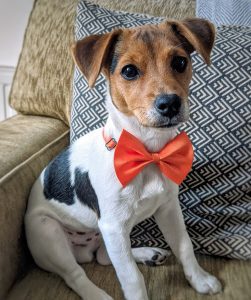 Read more about the article The top 25 cute Jack Russell terriers to follow on Instagram