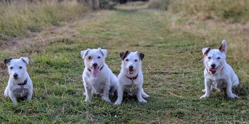 The Jack Russell Family